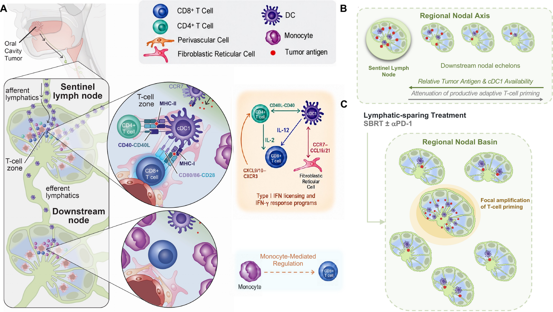 Working model of immune priming across the sentinel lymph node and downstream regional nodal basin