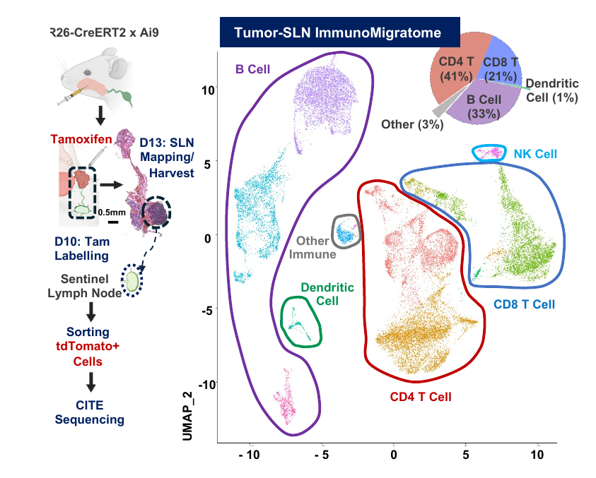 Lineage-tracing workflow and single-cell map of immune cells migrating from tumor to sentinel lymph node